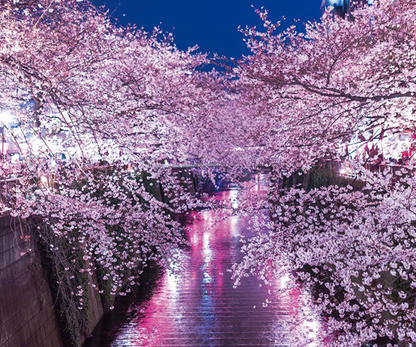 目黒御廟周辺画像